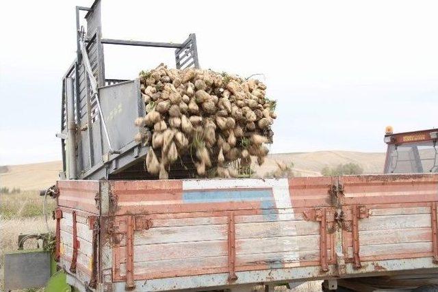 Mikoriza Mantarı Ürün Verimini Ve Kalitesini Artırıyor