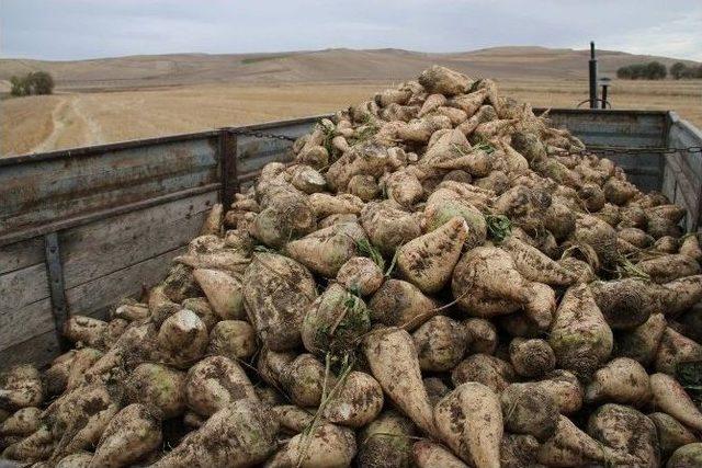 Mikoriza Mantarı Ürün Verimini Ve Kalitesini Artırıyor