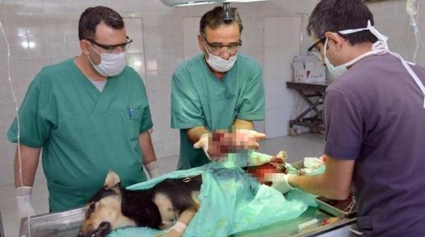 Sokak K&ouml;peğinin Karnından 2 Kilo T&uuml;m&ouml;r Alındı