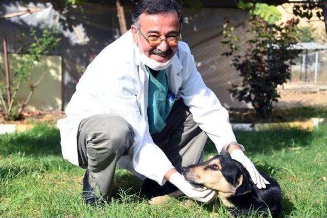 Sokak Köpeğinin Karnından 2 Kilo Tümör Alındı