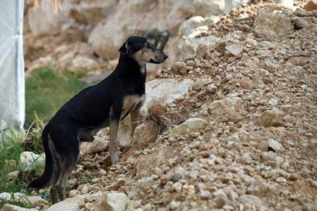 Sokak Köpeğinin Karnından 2 Kilo Tümör Alındı