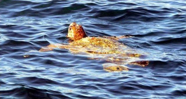 Caretta Caretta'yı Akut Ekibi Kurtardı