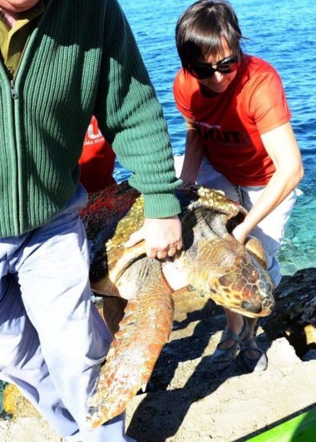 Caretta Caretta'yı Akut Ekibi Kurtardı