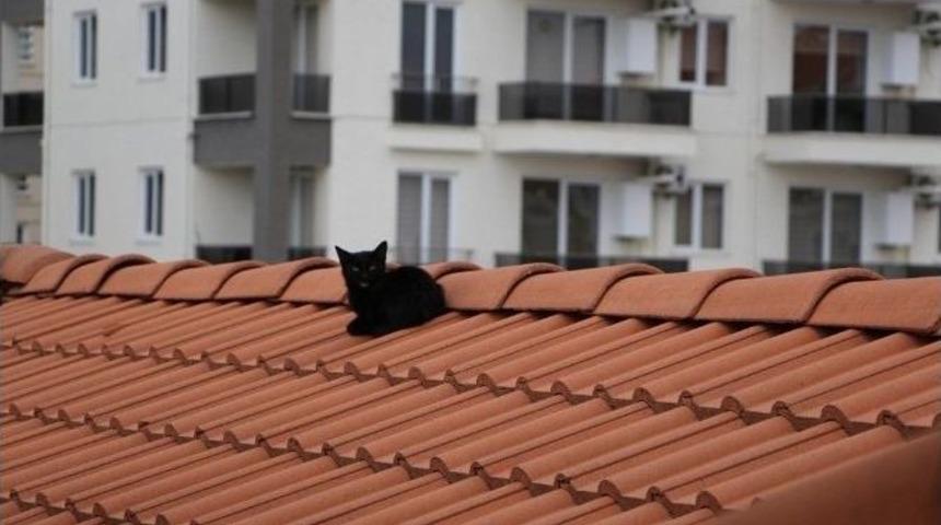 Bursa&rsquo;da Kedi Kurtarma Operasyonu