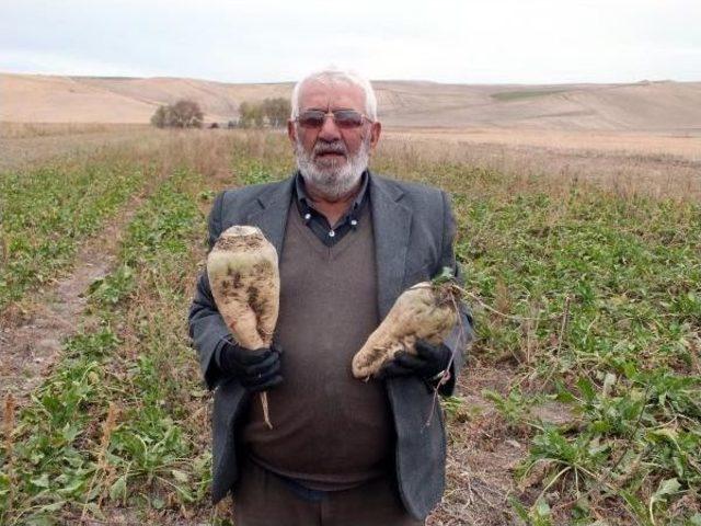 Şeker Pancarı Üretiminde Mikoriza Mantarı, Gübre Kullanımını Azalttı