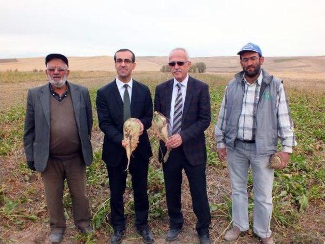 Şeker Pancarı Üretiminde Mikoriza Mantarı, Gübre Kullanımını Azalttı