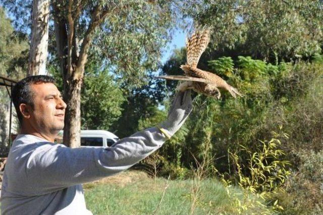 Gözleri Dikilip, Bantlanan Kuşlar Doğaya Bırakıldı