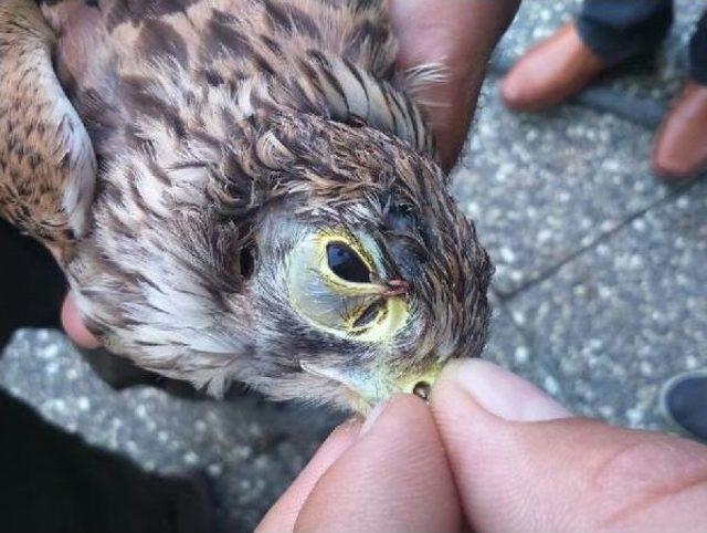 Gözleri Dikilip, Bantlanan Kuşlar Doğaya Bırakıldı