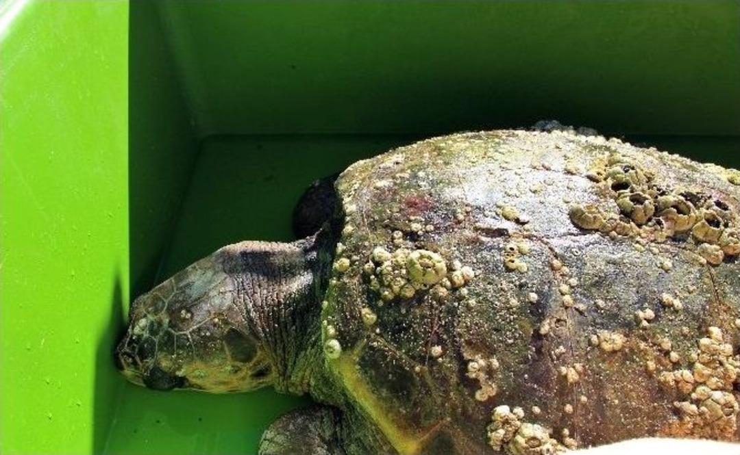 Caretta Caretta İ&ccedil;in Akut Ekipleri Seferber Oldu