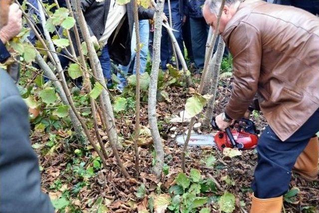 Fındıkta Budama Tarla Günü