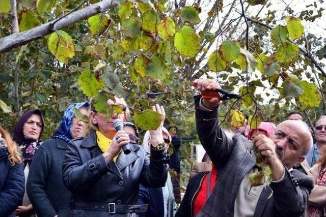 Fındıkta Budama Tarla Günü