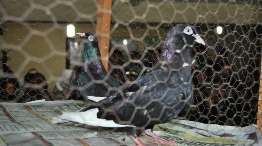 İkinci El Araba Fiyatına G&uuml;vercin
