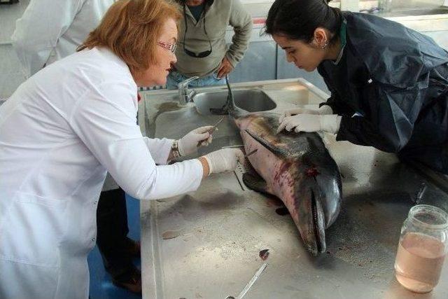 Kuşadası Sahiline Ölü Yunus Vurdu