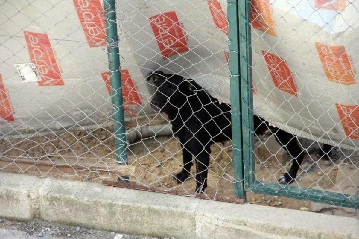 (&ouml;zel Haber) Arnavutk&ouml;y&rsquo;de Sokak K&ouml;pekleri Korku Sa&ccedil;ıyor