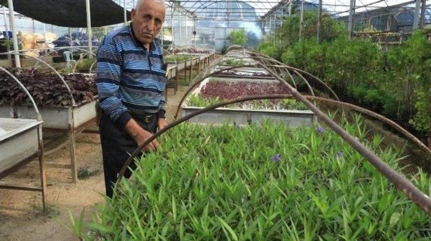 B&uuml;y&uuml;kşehir Fidanlığında 192 Bin &Ccedil;i&ccedil;ek &Uuml;retimi Yapıldı