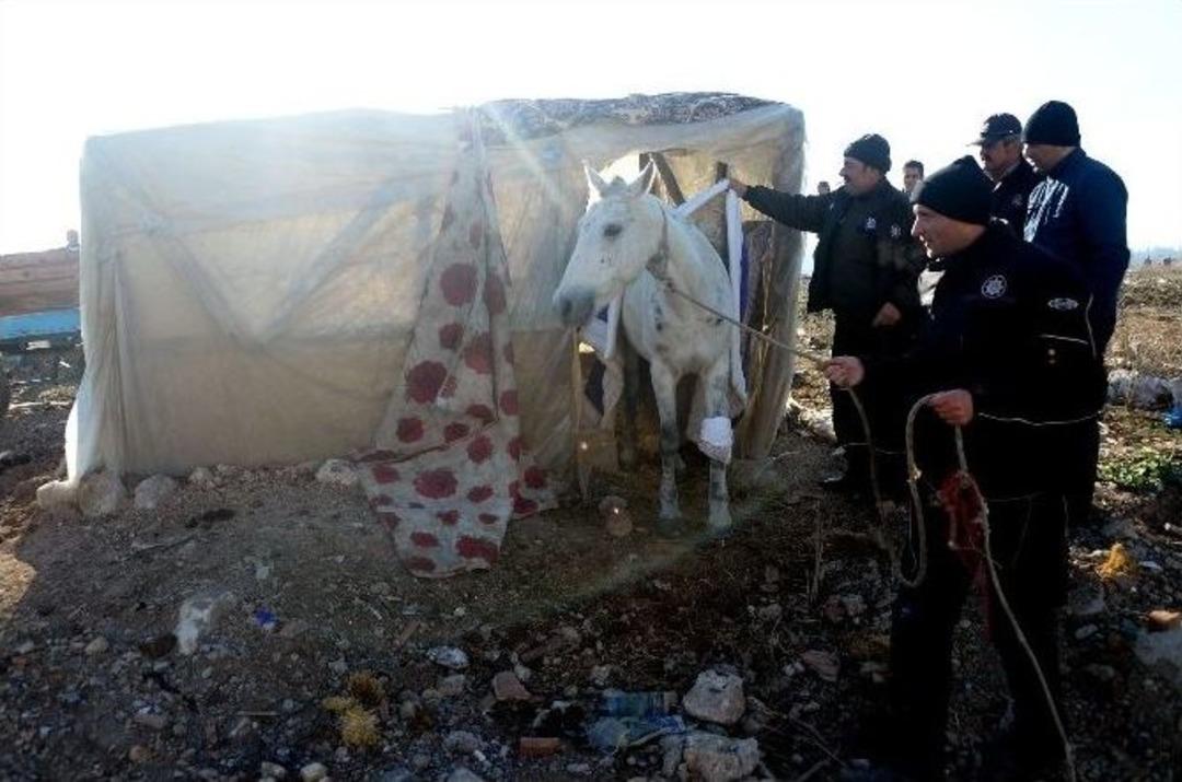 Bursa&rsquo;da Sahipsiz At Ve Baraka Operasyonunda Arbede