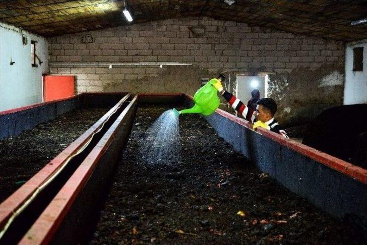 Güvenlik Görevlisinin Solucan Gübresiyle Gelen Başarı Hikayesi G2