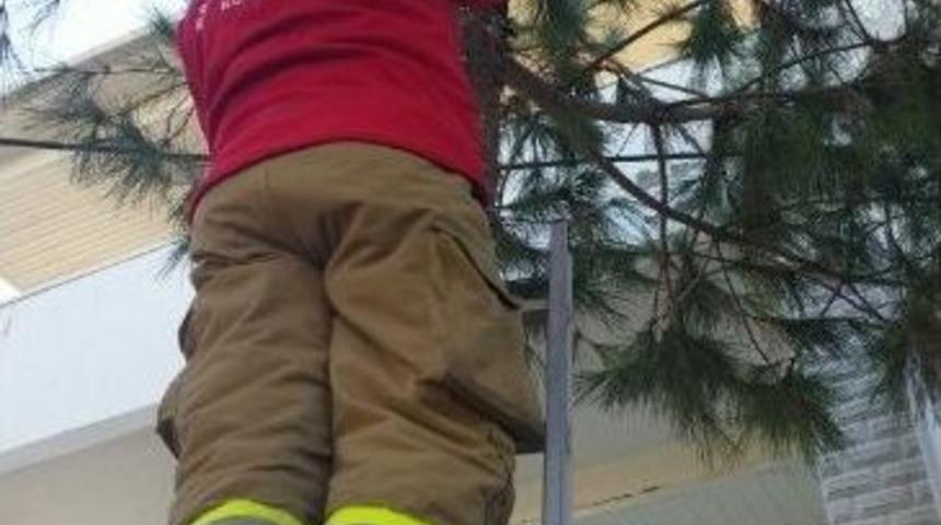 Ağa&ccedil;ta Mahsur Kalan Kediyi İtfaiye Kurtardı