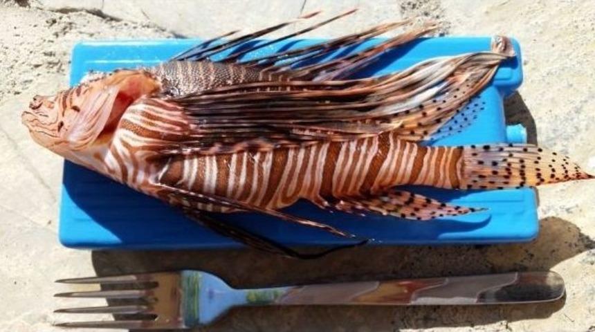 Muğla Kıyılarının Tehlikeli Misafiri &rsquo;aslan Balığı&rsquo;