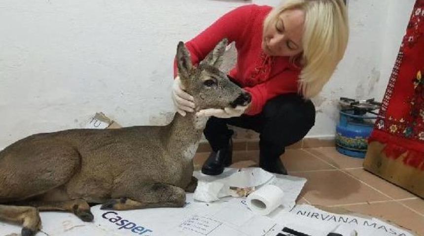 Hayvansever Noter, Yaralı Karaca'nın Yardımına Koştu