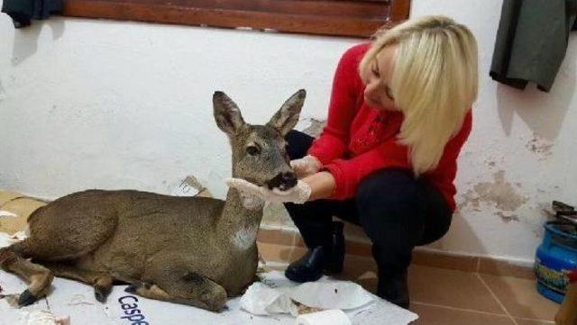 Hayvansever Noter, Yaralı Karaca'nın Yardımına Koştu