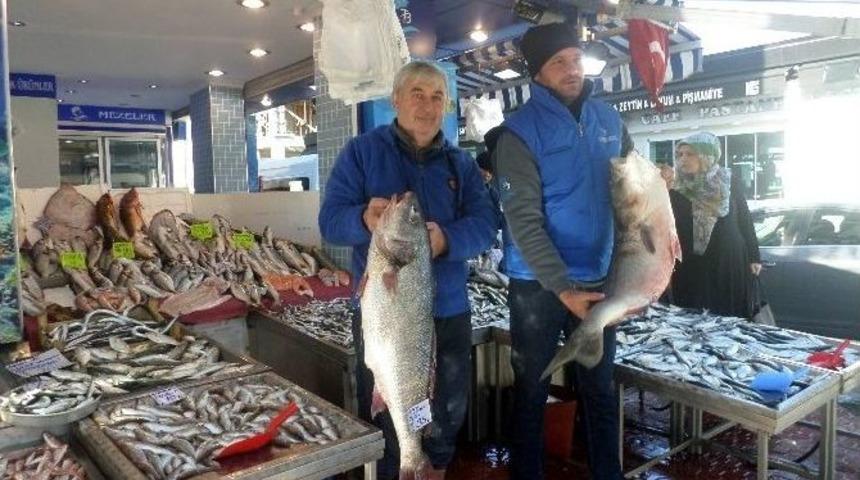 Mudanya&rsquo;da Balık Bereketi