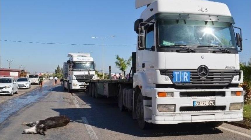 Eşek Zincirleme Kazaya Neden Oldu: 1 Yaralı