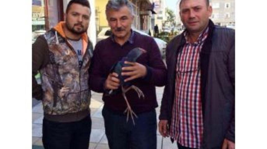 Yaralı Saz Horozu Tedavisinin Ardından Doğaya Bırakıldı