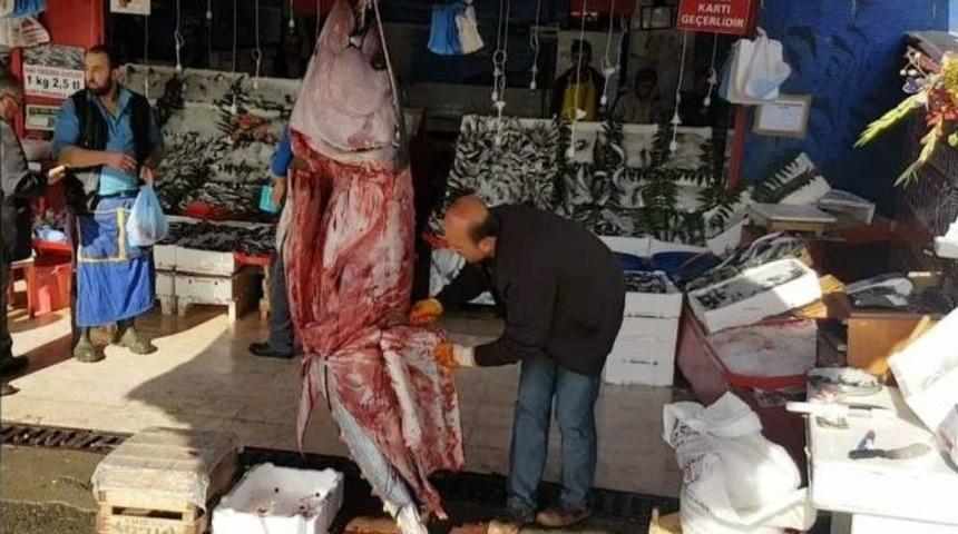 200 Kiloluk Orkinos Kilosu 20 Liradan Satışa Sunuldu