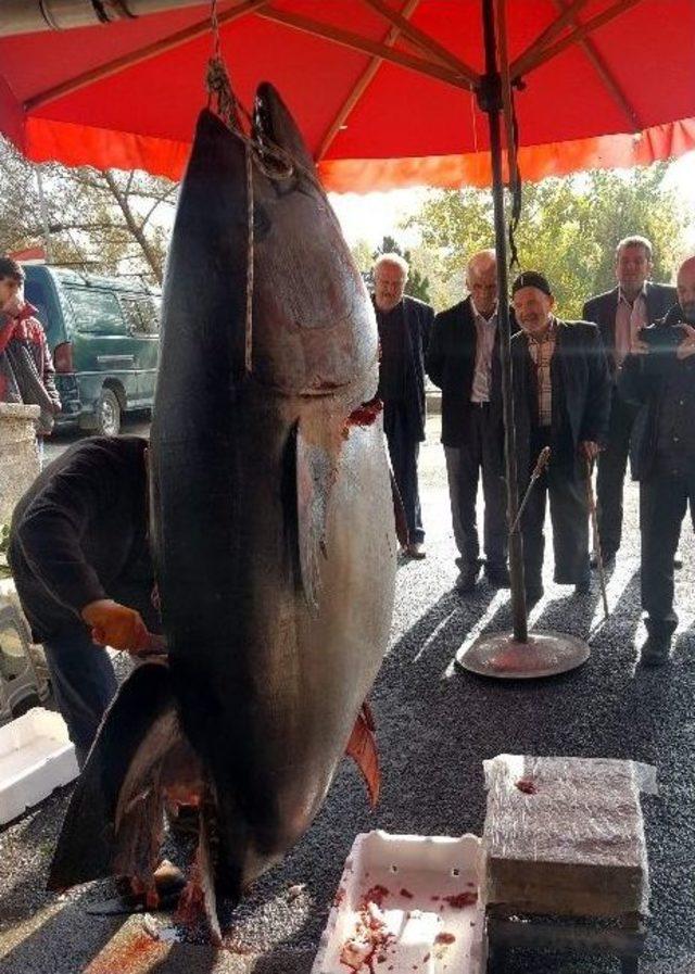 200 Kiloluk Orkinos Kilosu 20 Liradan Satışa Sunuldu