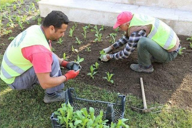 Turgutlu Çiçeklerle Renkleniyor