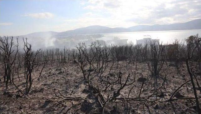 Urla'da Orman Yangını