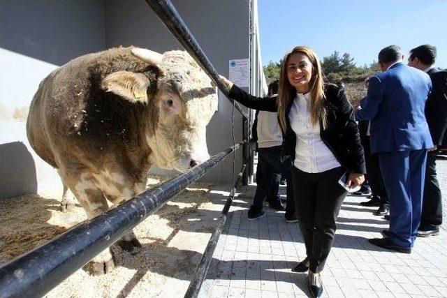 Bakanlığın Hedefi Kaliteli Süt