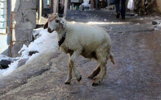 Buz Tutan Yollarda Yürümeye Çalışan Vatandaşlar Düşmekten Kurtulamadı