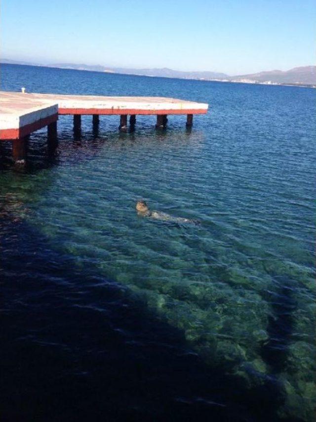 İzmirliler'e Akdeniz Foku Sürprizi