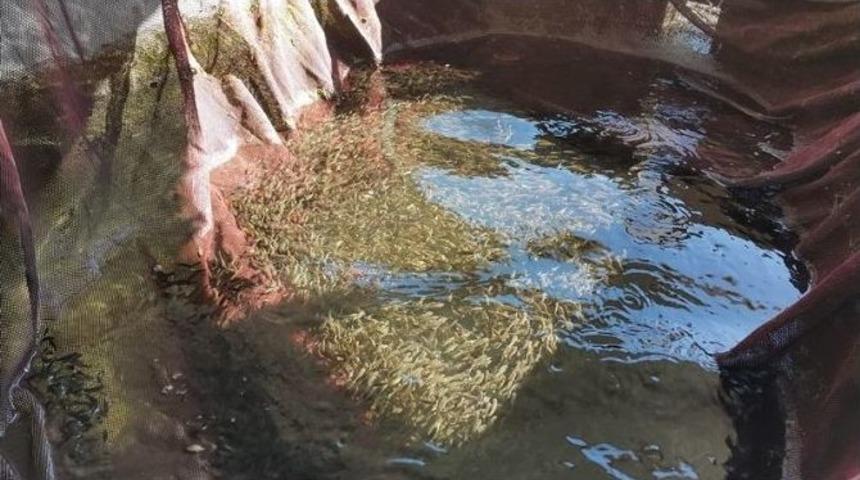 100 Bin Sazan Göletlere Bırakıldı