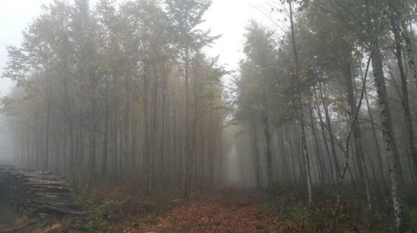 Orman Ve Su İşleri Bakanlığı Sakarya Ve Kocaeli Ormanları İ&ccedil;in &Ccedil;alışıyor