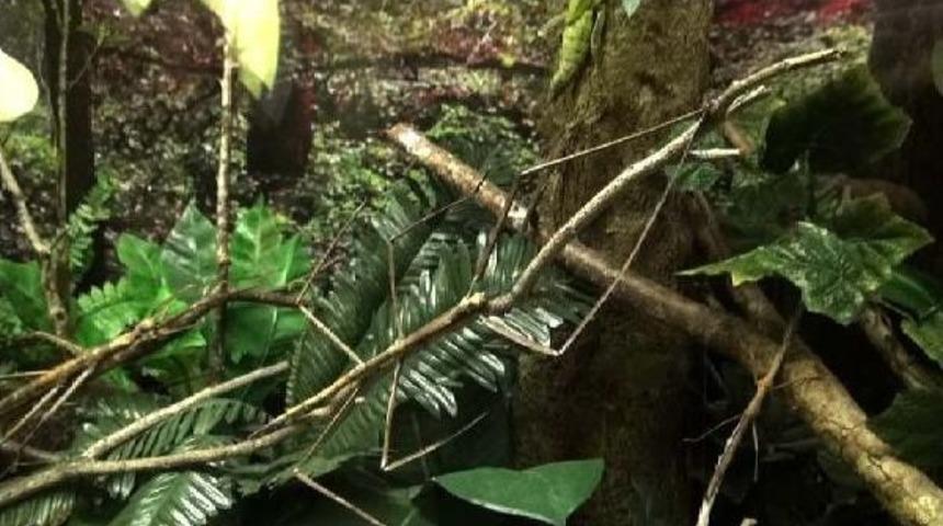 Kamuflaj Ustası B&ouml;cekler