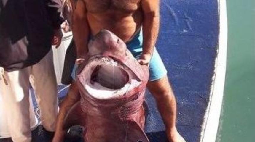 Manavgat&rsquo;ta 14 K&ouml;pek Balığı Yakalandı