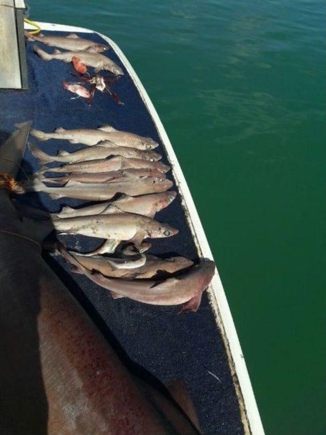 Manavgat’ta 14 Köpek Balığı Yakalandı 1