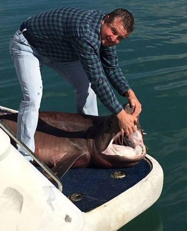 Manavgat’ta 14 Köpek Balığı Yakalandı 2