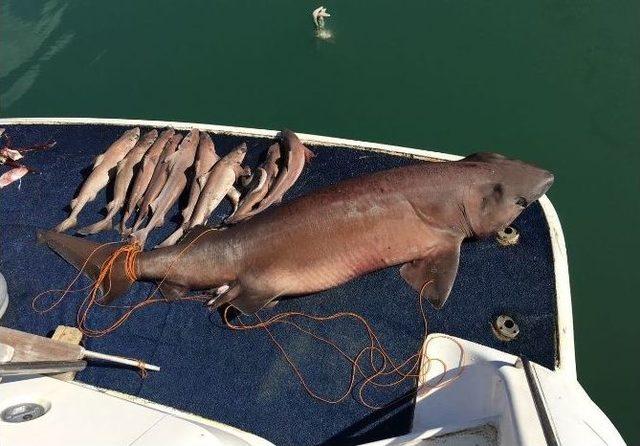 Manavgat’ta 14 Köpek Balığı Yakalandı 3