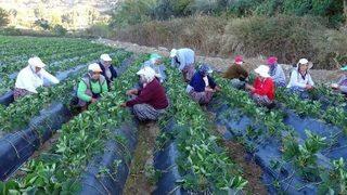 Çilek Fideleri Kadın Işçilerin Ellerinde 'kardeşleniyor'
