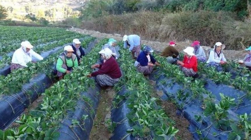 Çilek Fideleri Kadın Işçilerin Ellerinde 'kardeşleniyor'