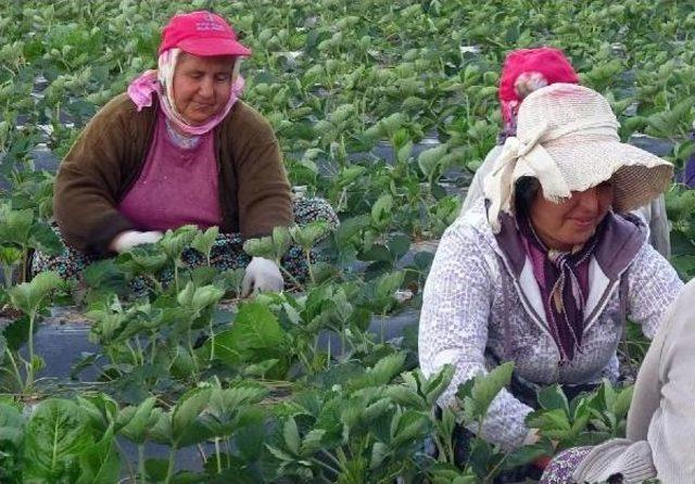 Çilek Fideleri Kadın Işçilerin Ellerinde 'kardeşleniyor'