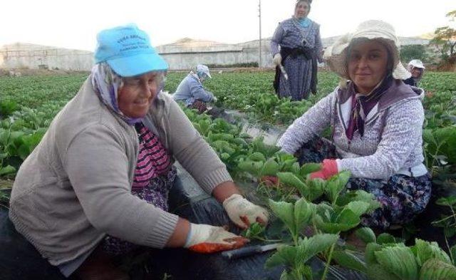 Çilek Fideleri Kadın Işçilerin Ellerinde 'kardeşleniyor'