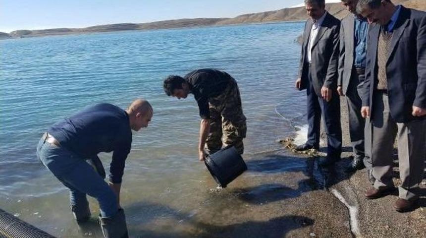 Aygır G&ouml;l&uuml;&rsquo;Ne 50 Bin Sazan Yavrusu Bırakıldı