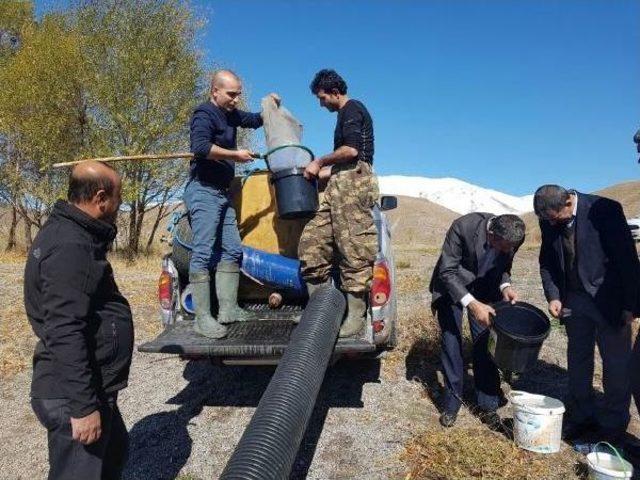 Aygır Gölü’Ne 50 Bin Sazan Yavrusu Bırakıldı