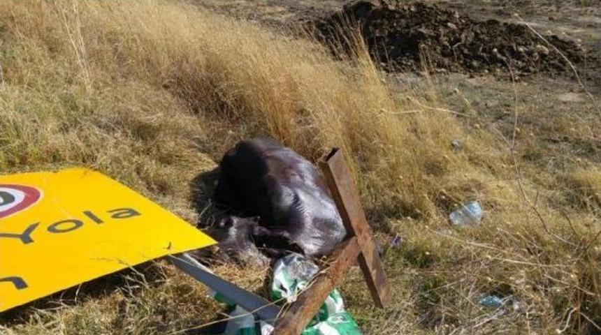Hafif Ticari Ara&ccedil;, Kesimhaneden Ka&ccedil;an Danaya &Ccedil;arptı: 1 Yaralı
