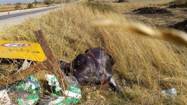 Hafif Ticari Araç, Kesimhaneden Kaçan Danaya Çarptı: 1 Yaralı